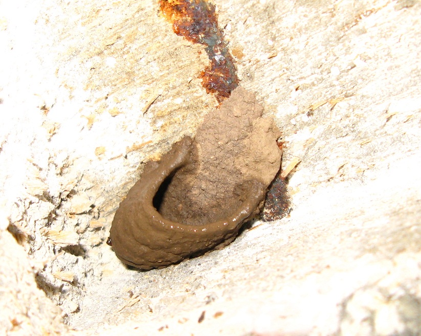 Vespe trasporto fango  al volo (Sceliphron caementarium)